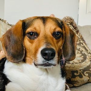 Meet your Posher, Thomas